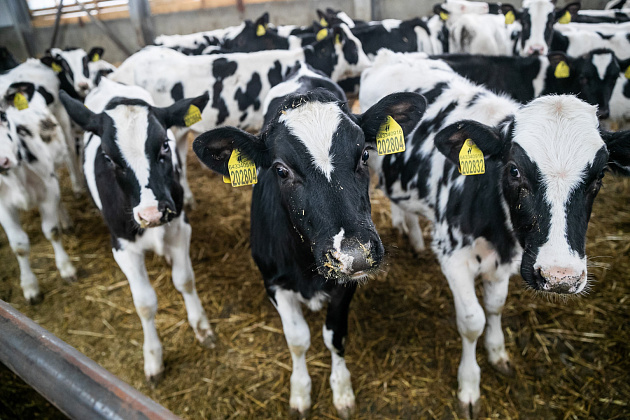 В Волгоградской области увеличивают поголовье скота